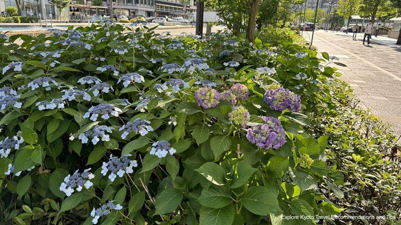 lacecap hydrangeas