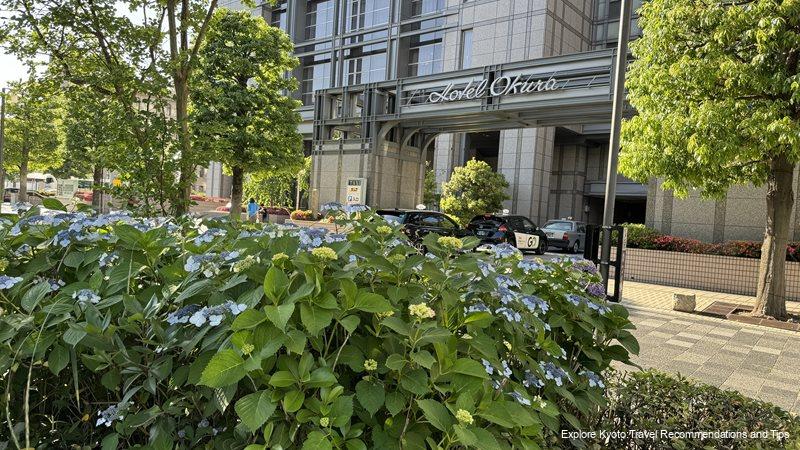 The hydrangeas in front of Kyoto Hotel Okura