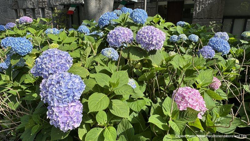 Hydrangea on Oike street, Kyoto