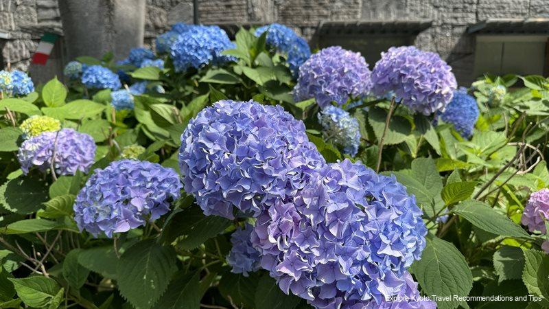 Hydrangea on Oike street, Kyoto