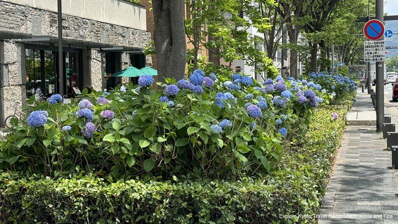 The main hydrangea viewing spot, Oike street