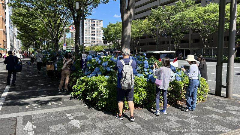 foreign tourists take hydrangeas photo