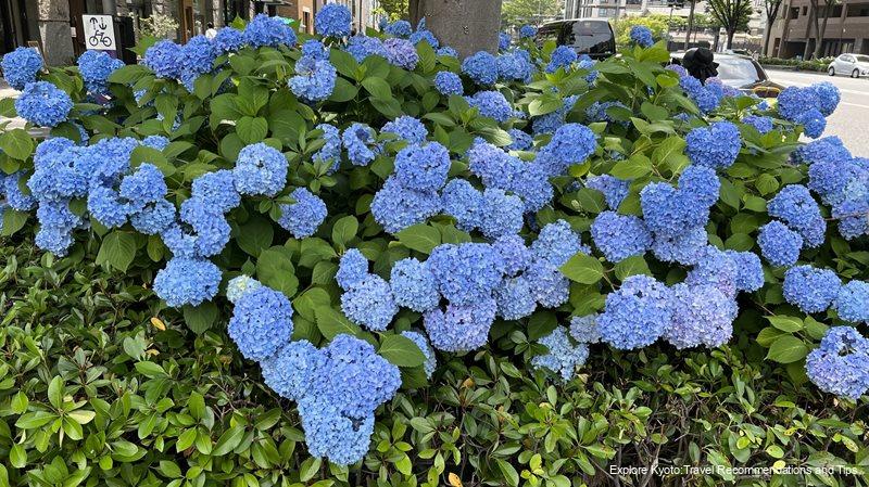 Many hydrangeas at Oike Junior High School