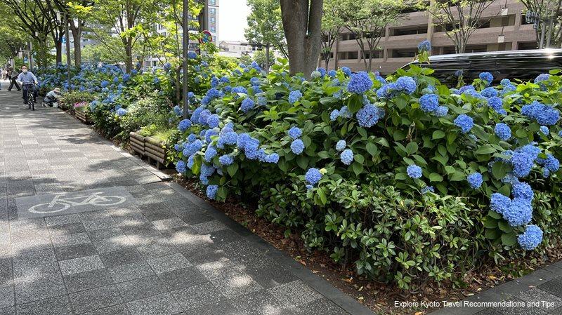 pale blue Western hydrangeas are in bloom