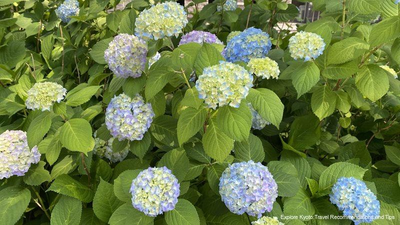 the hydrangeas on Oike Street start changing color
