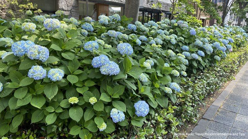 These are hydrangeas in mid-May