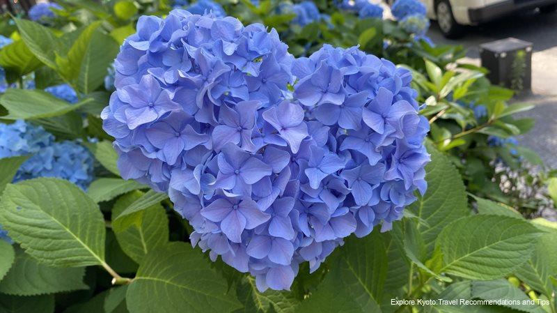 Oike Street hydrangeas
