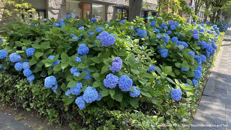 the most beautiful time for hydrangeas