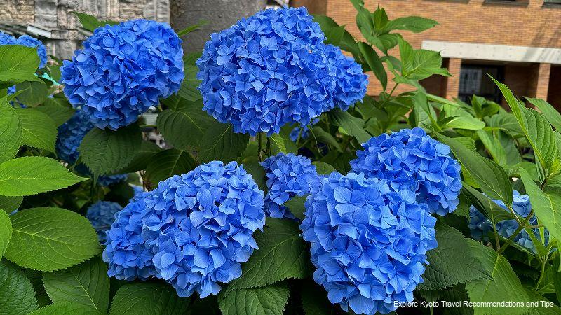 Oike blue hydrangea