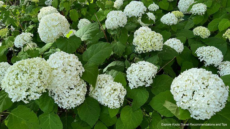 The white Annabelle hydrangeas