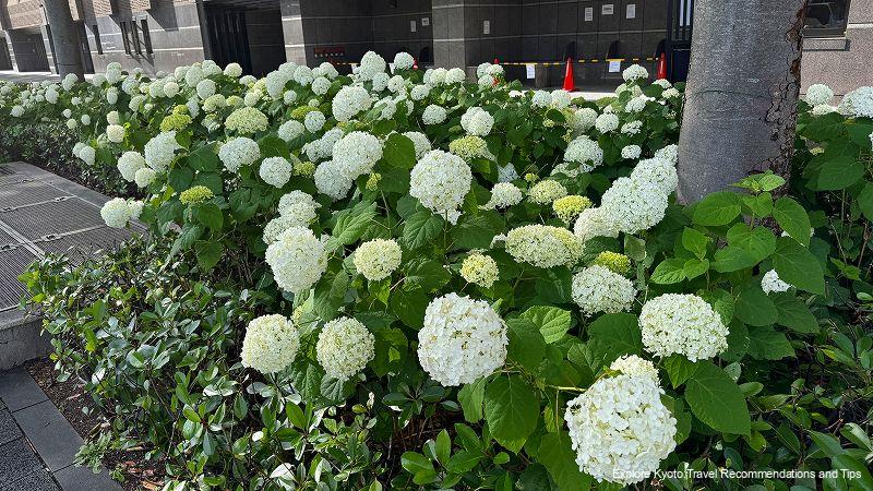 Hydrangeas on Oike Street: Annabelle