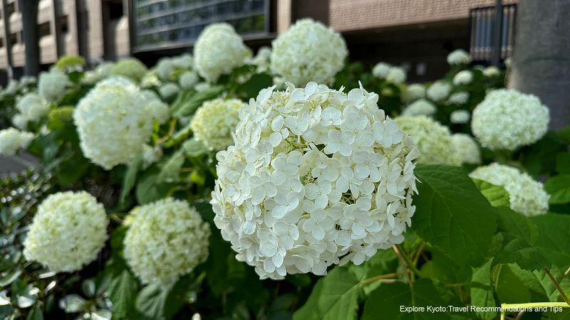 The white Annabelle hydrangeas on Oike street