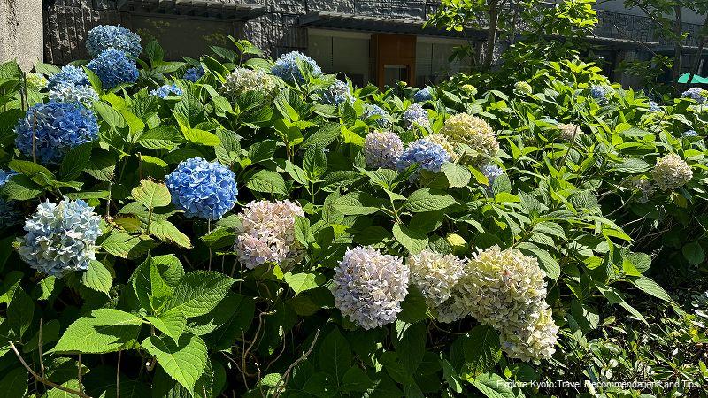 "Oike Blue" hydrangeas start to fade.
