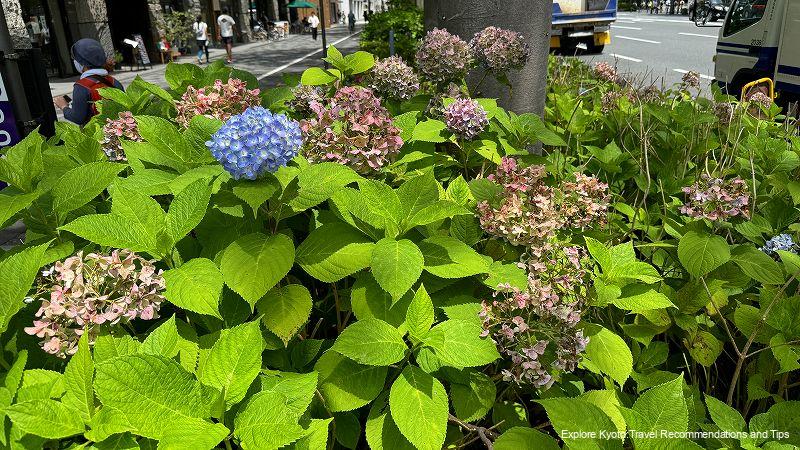 the hydrangea viewing season is over